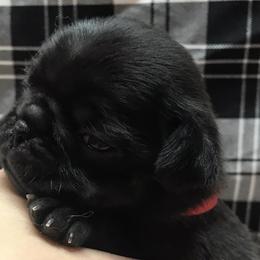 Pugs from Pugs of Arkansas