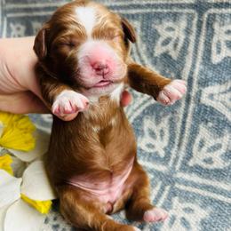 Pink Girl - Red  female Goldendoodle puppy in Denison, Iowa from Violet View Iowa Goldendoodles