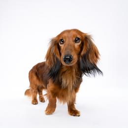 Yuri - Dachshund