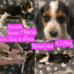 Rena Pink Female - Black red and white female Beagle puppy in Bemidji, Minnesota from Nse Farms Beagles