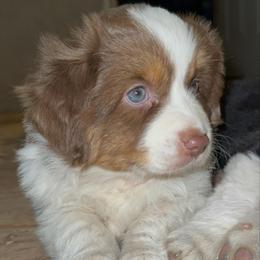 Drift - Red tri female Miniature Australian Shepherd puppy in Shingletown, California from Whiskeytown Aussies
