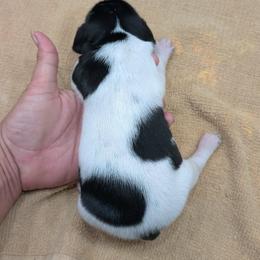 Black Boy 9050 - Black and white male German Shorthaired Pointer puppy in Spring Hope, North Carolina from Hogan’s Lowrider Hounds