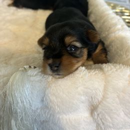 Yorkshire Terrier Puppies from XOXO Yorkies