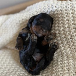 Catalina (Island) - Phantom female Bernedoodle puppy in Modesto, California from Central Valley Canine Companions