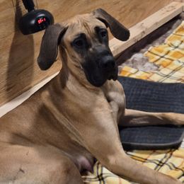 Kimber - Great Dane