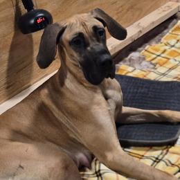 Kimber - Great Dane