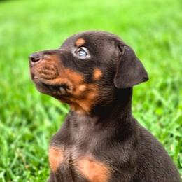 Envy - Red and rust female Doberman Pinscher puppy in Lebanon, Ohio from Lady Mae Bassets & Doberman