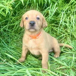 Orange collar male - Yellow male Labrador Retriever puppy in South Dakota from S&S Kennels LLC