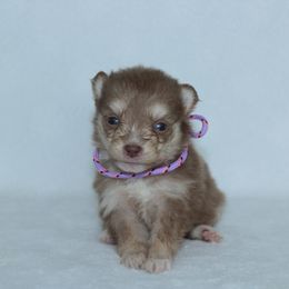 Rumi - Chocolate female Pomsky puppy in Clarkston, Utah from Red Rock Ranch Breeders