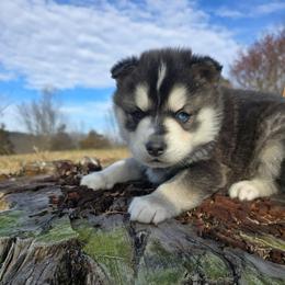 Burger King - Black and white male Siberian Husky puppy in Addison, Michigan from Gray Run Siberian Huskies