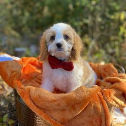 Cavapoo, Cockapoo, and Poodle Puppies from Heavenly puppies to love