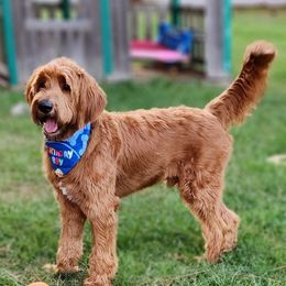 Jasper - Labradoodle