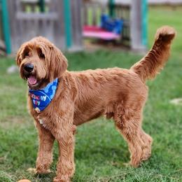 Jasper - Labradoodle