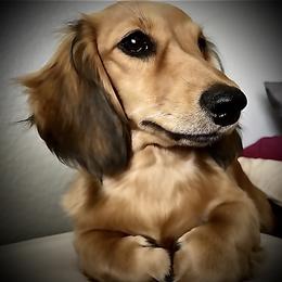 Dachshunds from El Paso Longbottoms