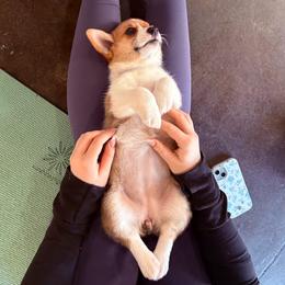 Pembroke Welsh Corgi Puppies from Chrismark