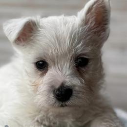 West Highland White Terriers from Creekside Westies