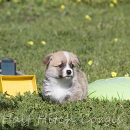 Chops - White and red male Pembroke Welsh Corgi puppy in Williams, California from Half Hitch Corgis