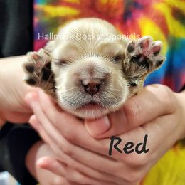 Cocker Spaniel Puppies from Hallmark Cocker Spaniels