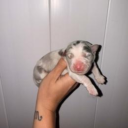 Freya - Blue merle female Australian Shepherd puppy in Placerville, California from BFF Aussies