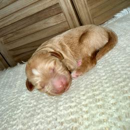 Xyla - Apricot female Goldendoodle puppy in Waterford, California from Alvdoodles