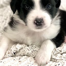 Aussiedoodle Puppies from Ever After Mini Doodles