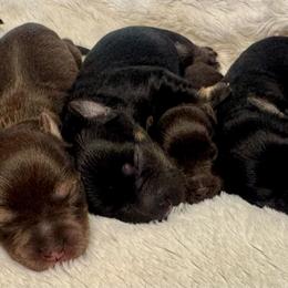 Boy 1 - Liver male Miniature Schnauzer puppy in Independence, Missouri from Crown Schnauzers KC