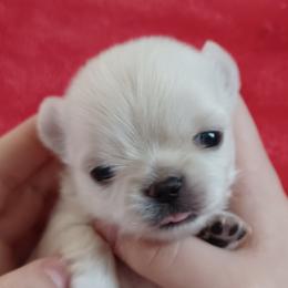 Georgia - Cream and white female Chihuahua puppy in Tyler, Alabama from Delinda's Chihuahuas
