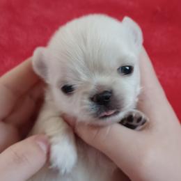 Georgia - Cream and white female Chihuahua puppy in Tyler, Alabama from Delinda's Chihuahuas