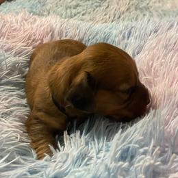 Duffy - Red male Dachshund puppy in Elizabethtown, Kentucky from Teeny Tiny Puppy Tails