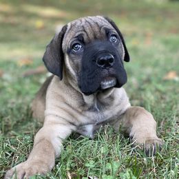 Cane Corso and Shetland Sheepdog Puppies from Redemption Kennels