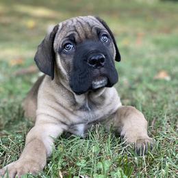 Cane Corso and Shetland Sheepdog Puppies from Redemption Kennels