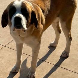 Avery - Saint Bernard