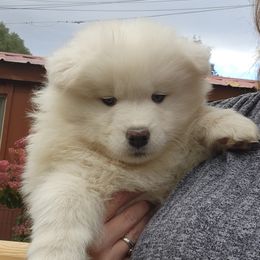 Samoyed Puppies from Happy Valley Sammies