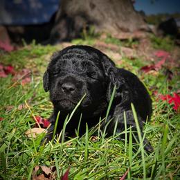 Venus - Black female Labradoodle puppy in Genoa City, Wisconsin from Sakura Pups