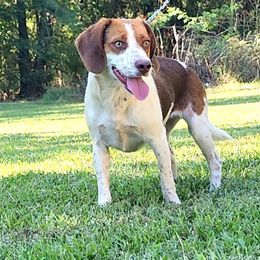 Ziggy - Brown and white female Beagle puppy in Rose Bud, Arkansas from Rajun Cajun Kennels
