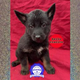 Clarice - Bi-color female German Shepherd puppy in Livingston, Kentucky from Illyria Dox & GSD