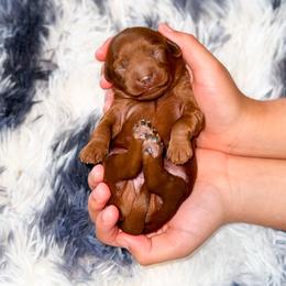 Shawn - Red  male Goldendoodle puppy in Kissimmee, Florida from Poodle Doodle Kennels