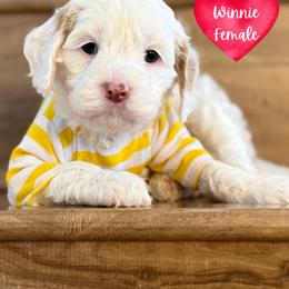 Australian Labradoodle and Labradoodle Puppies from Elite Blend Labradoodles