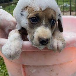 Mountain Cur Puppies from Walnut Ridge Mountain Curs