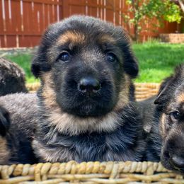 German Shepherds from Sonnenfeld Shepherds