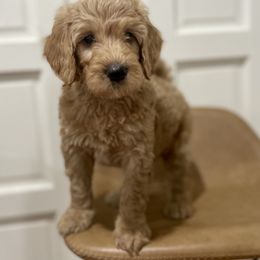 Curry - Apricot Goldendoodle puppy in Bartow, Florida from Furever Doodles