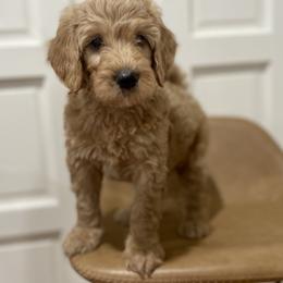 Curry - Apricot Goldendoodle puppy in Bartow, Florida from Furever Doodles