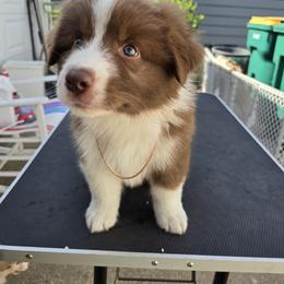 Australian Shepherd Puppies from Starlit Grove Australian Shepherds