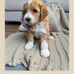 Olive - Red  female Goldendoodle puppy in Richmond, Virginia from Highland Grove Doodles, LLC