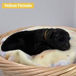 Yellow Collar Female - Sable female German Shepherd puppy in Louisville, Kentucky from Barrage K9