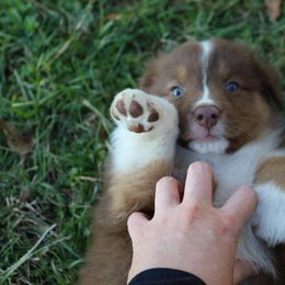 Australian Shepherd Puppies from Covenant View Farm Australian Shepherds