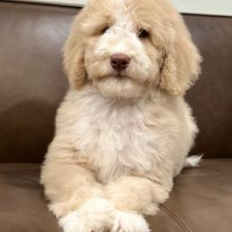 Bernedoodle Puppies from Dulcito Bernedoodles