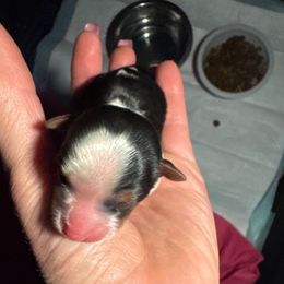 Coachella - Parti female Yorkshire Terrier puppy in Independence, Kentucky from 4paws4ever by Design