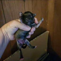 Raven - Chocolate brindle female Havanese puppy in Cuba, Missouri from Bouncy Bubbly Havanese