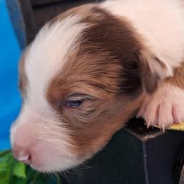 SIRIUS- rmm - Red merle male Australian Shepherd puppy in Salem, Arkansas from Patchwork Kennels